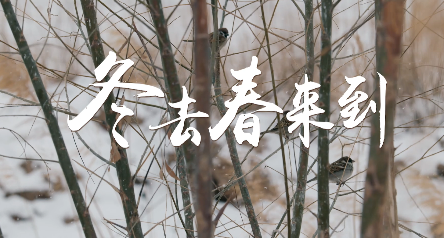 百萬(wàn)大移民系列短視頻|趙萍英-冬去春來(lái)到